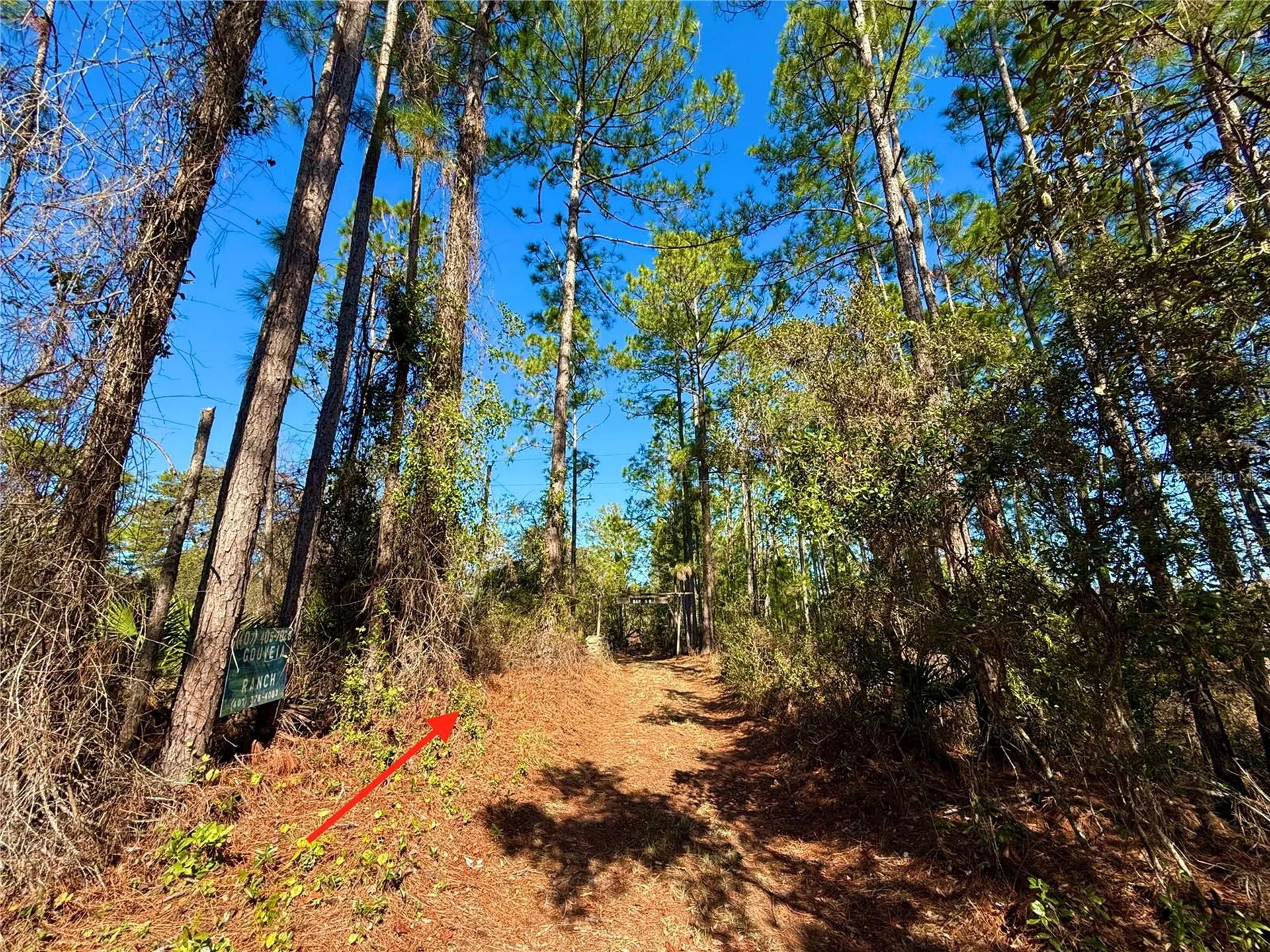 40001 Maggie Jones Road Paisley FL 32767