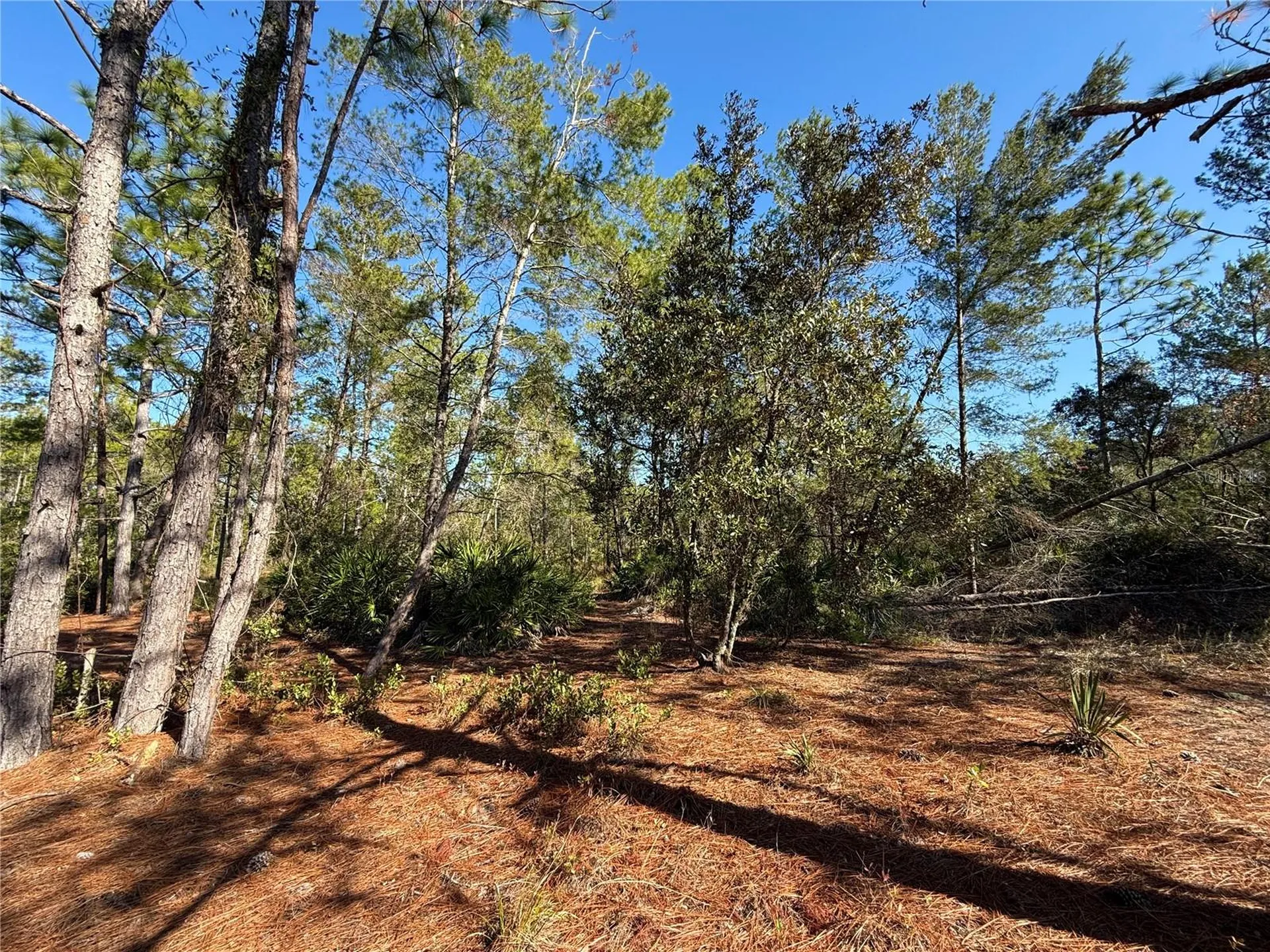 40001 Maggie Jones Road Paisley FL 32767