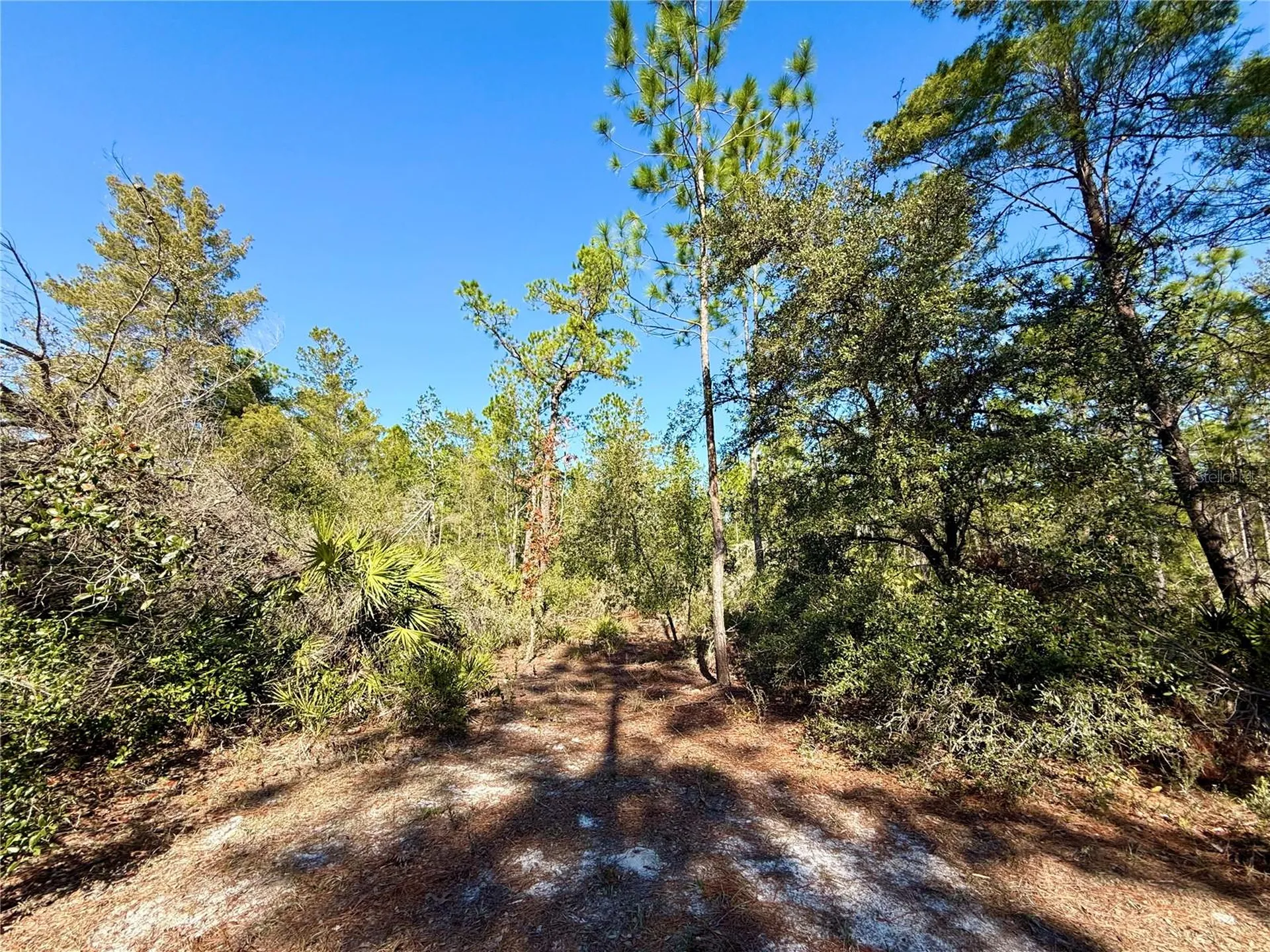 40001 Maggie Jones Road Paisley FL 32767