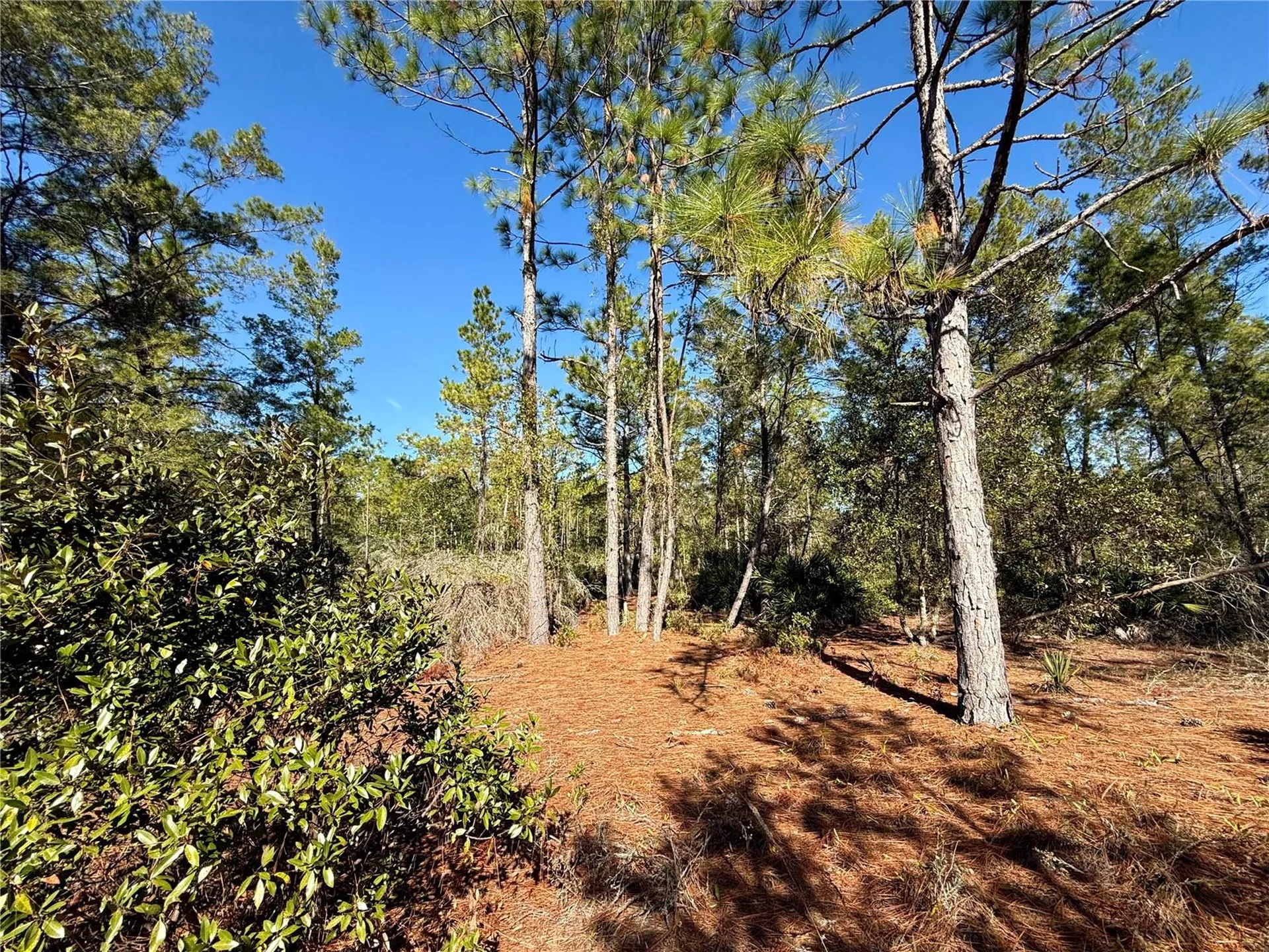 40001 Maggie Jones Road Paisley FL 32767