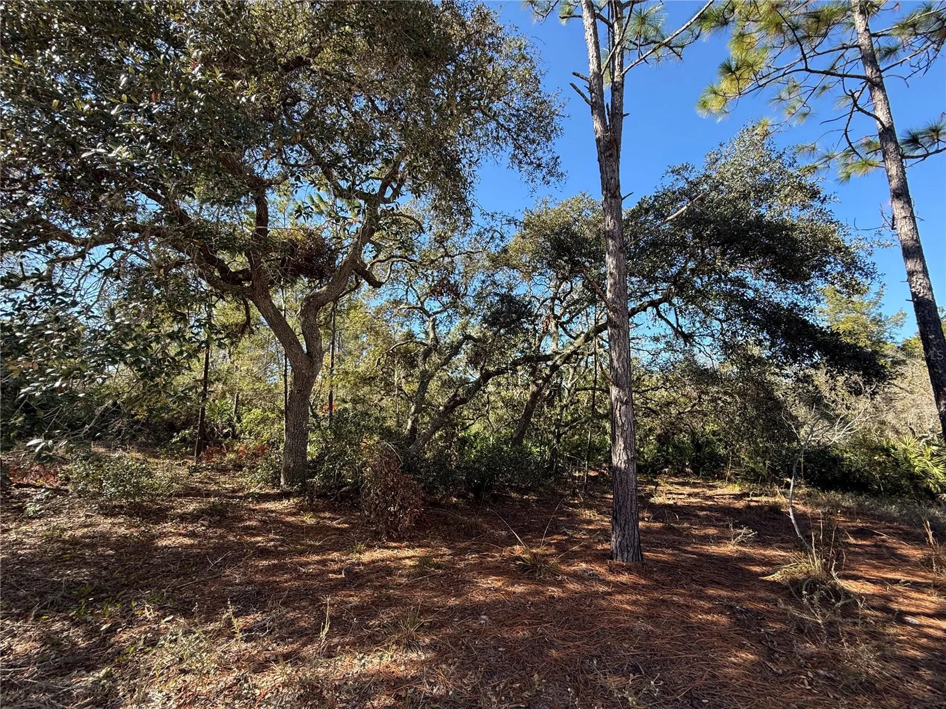 40001 Maggie Jones Road Paisley FL 32767