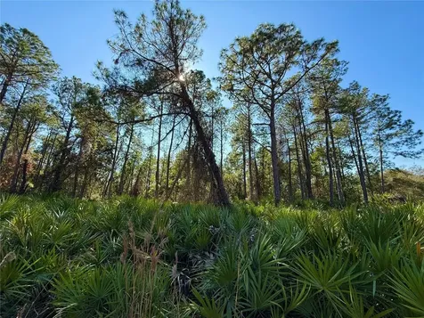 40001 Maggie Jones Road Paisley FL 32767