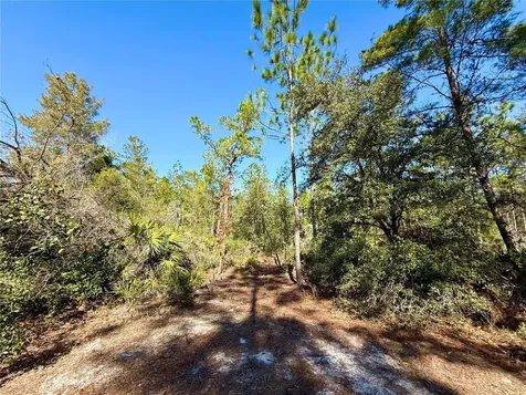 40001 Maggie Jones Road Paisley FL 32767