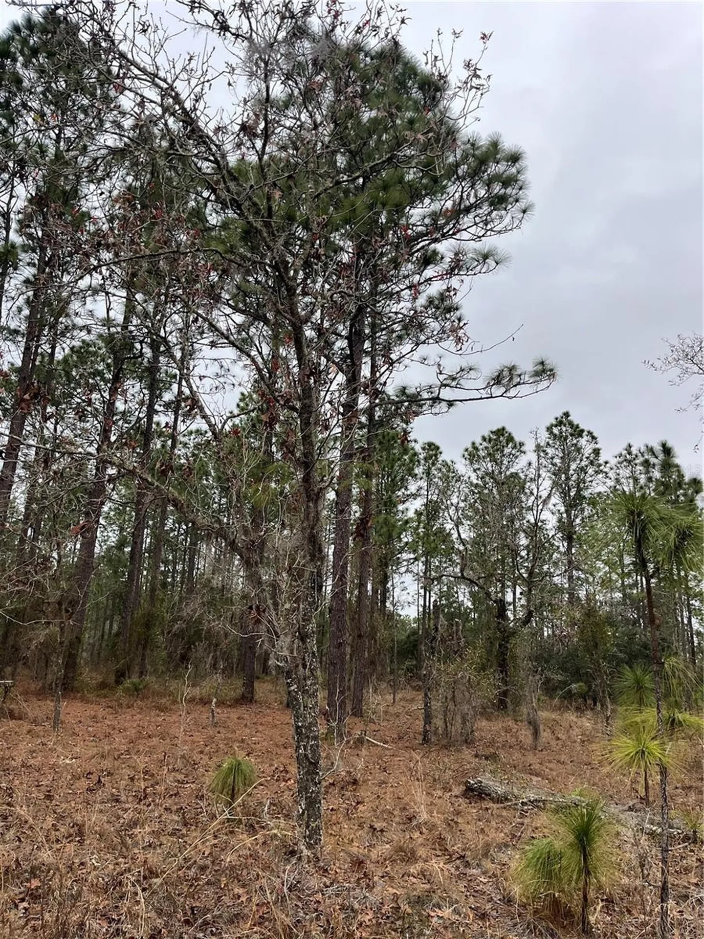 Lot 57 NW Skylark Street Dunnellon FL 34431
