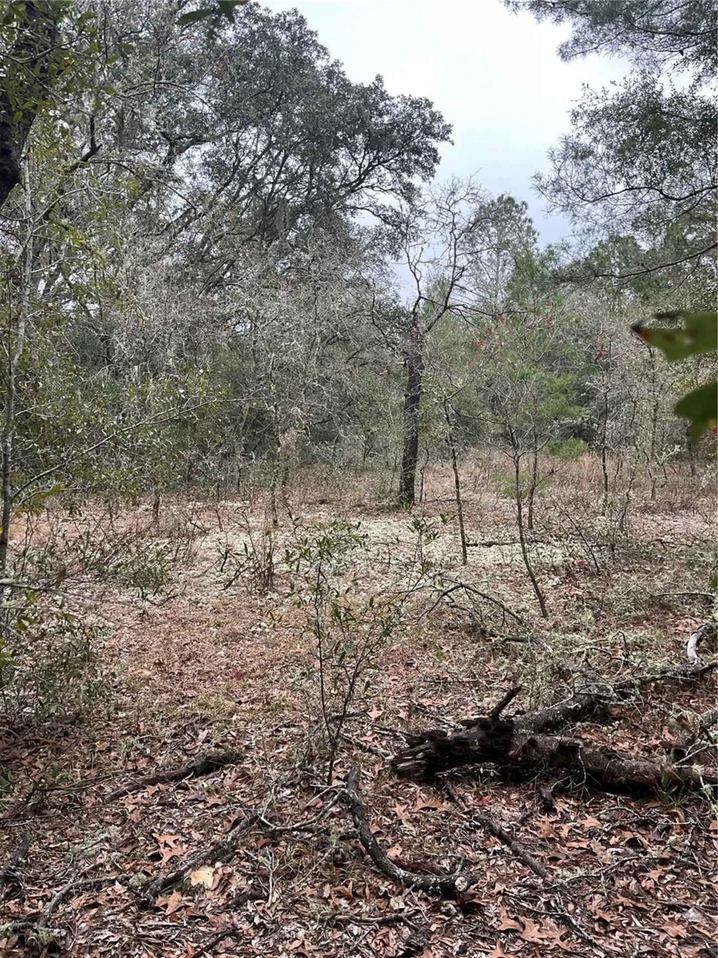 Lot 36 SW Monines Court Dunnellon FL 34431