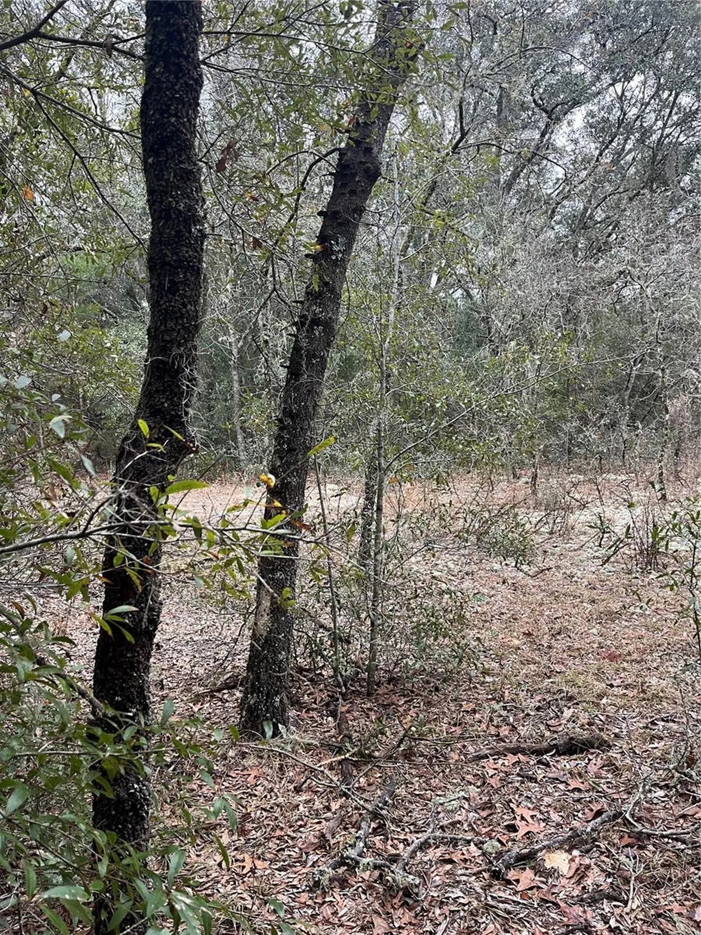 Lot 36 SW Monines Court Dunnellon FL 34431