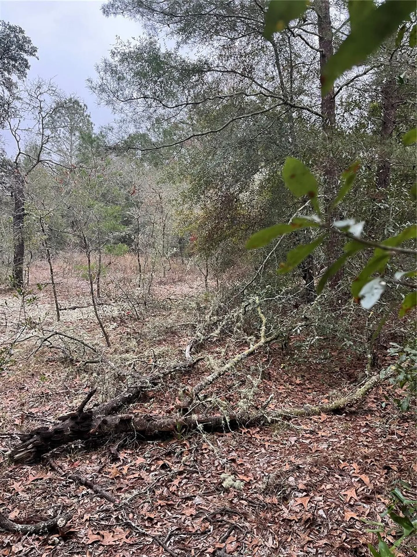 Lot 36 SW Monines Court Dunnellon FL 34431