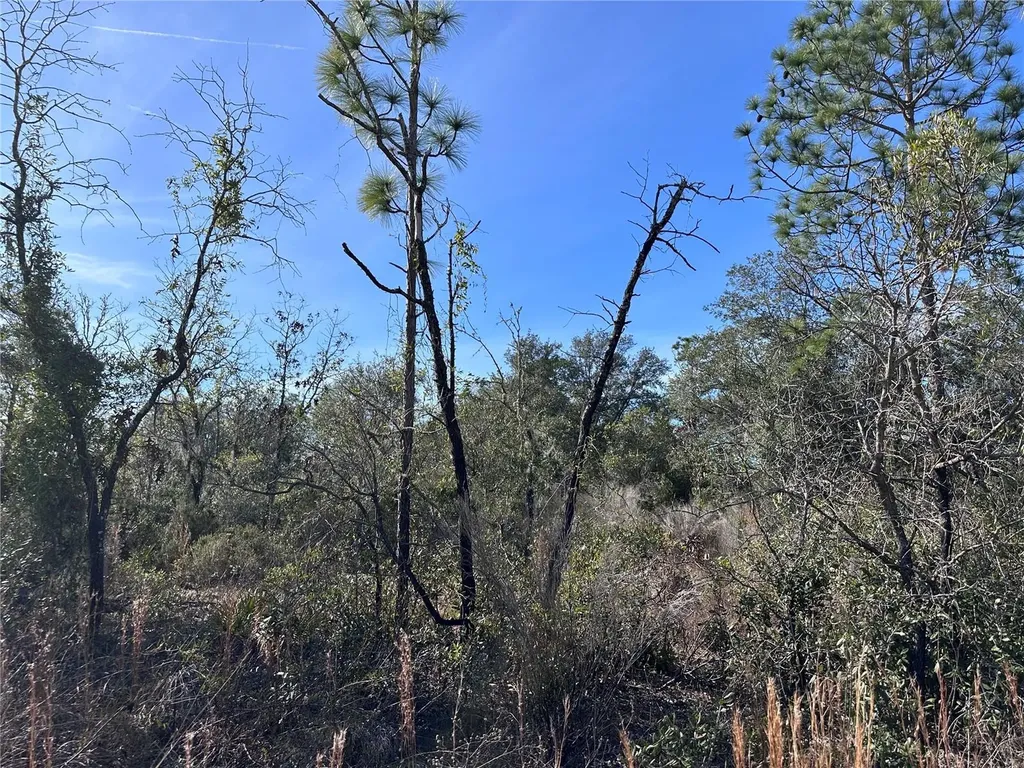 Tbd NE 117th Terrace Williston FL 32696