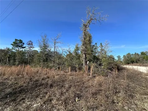 Tbd NE 117th Terrace Williston FL 32696