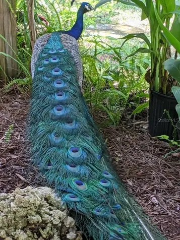 39200 Cook Brown Road Punta Gorda FL 33982