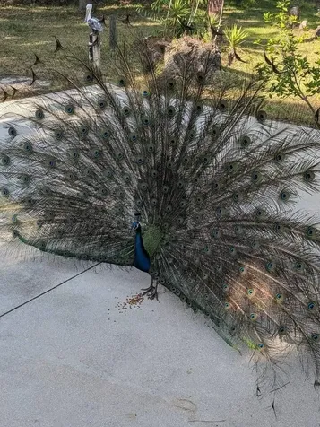 39200 Cook Brown Road Punta Gorda FL 33982