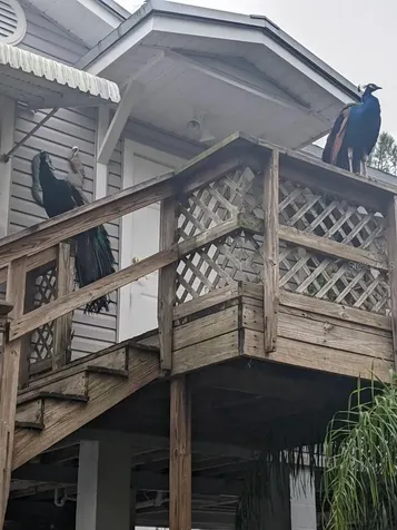 39200 Cook Brown Road Punta Gorda FL 33982