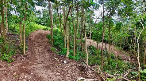 PR-165 Km 5.0 Bo. Quebrada Cruz Toa Alta PR 00953