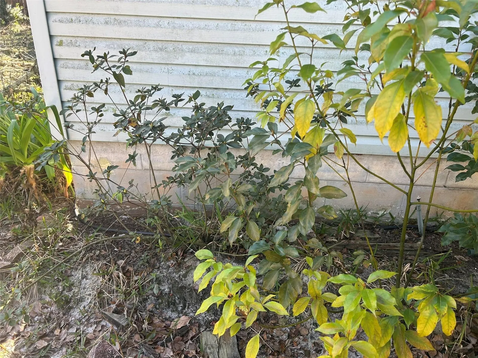 20545 SE 155th Place Umatilla FL 32784