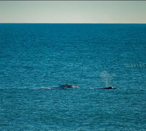 206 Monitor Drive Flagler Beach FL 32136
