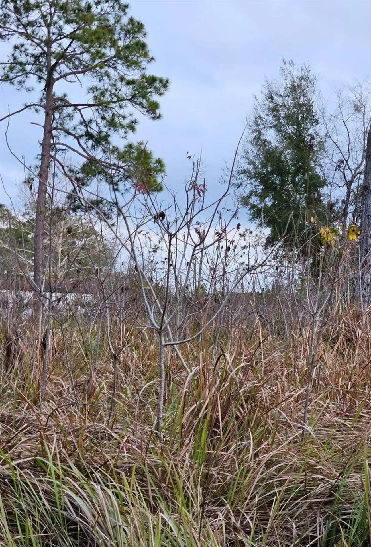Tbd SE 104th Terrace Belleview FL 34420