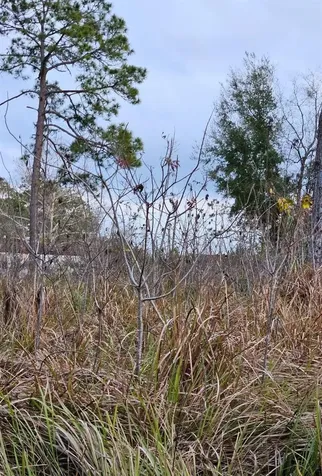 Tbd SE 104th Terrace Belleview FL 34420