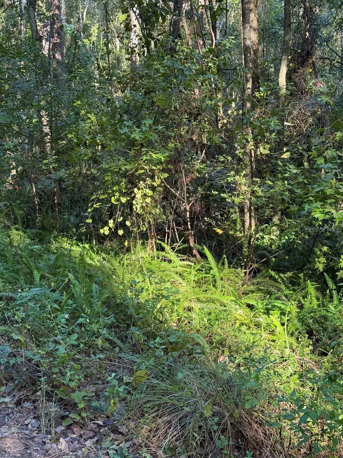 Tbd SW 18th Place Ocala FL 34481