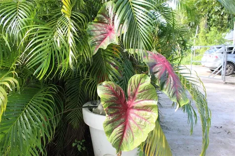 236 Acacia Vieques PR 00765