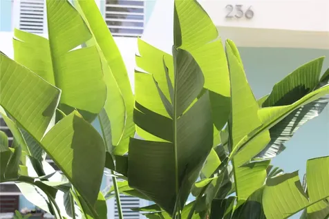 236 Acacia Vieques PR 00765