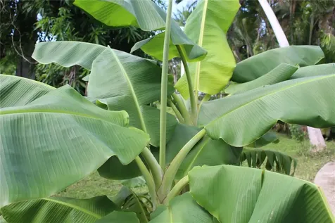236 Acacia Vieques PR 00765