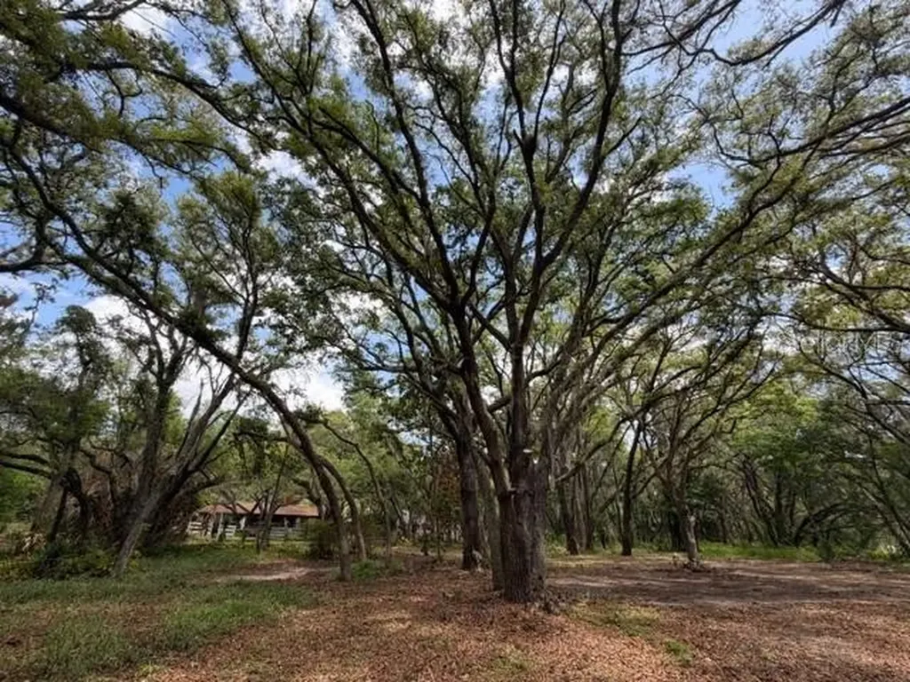 17144 Phil C Peters Road Winter Garden FL 34787