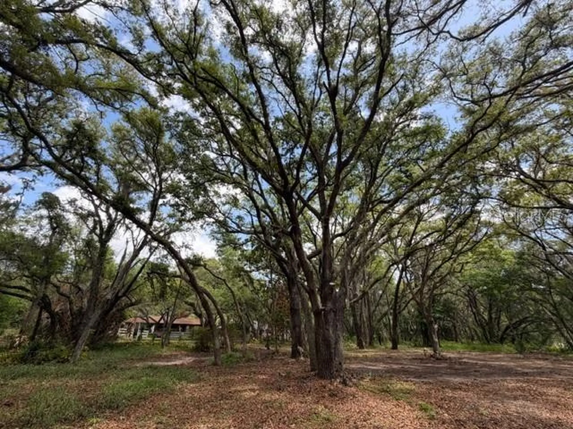 17144 Phil C Peters Road Winter Garden FL 34787