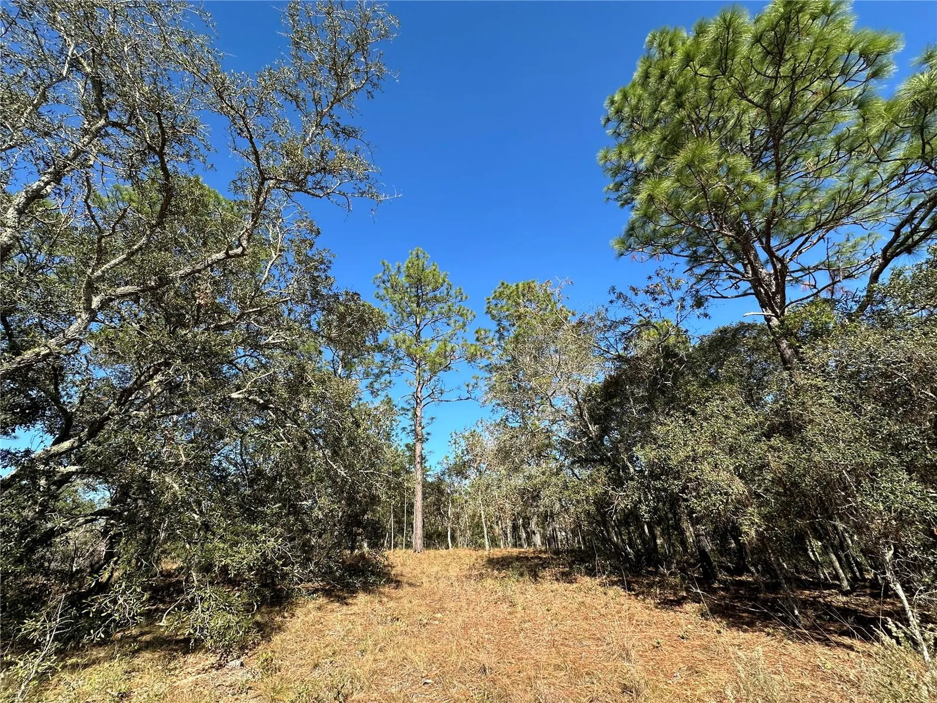14731 SE 5th Place Williston FL 32696