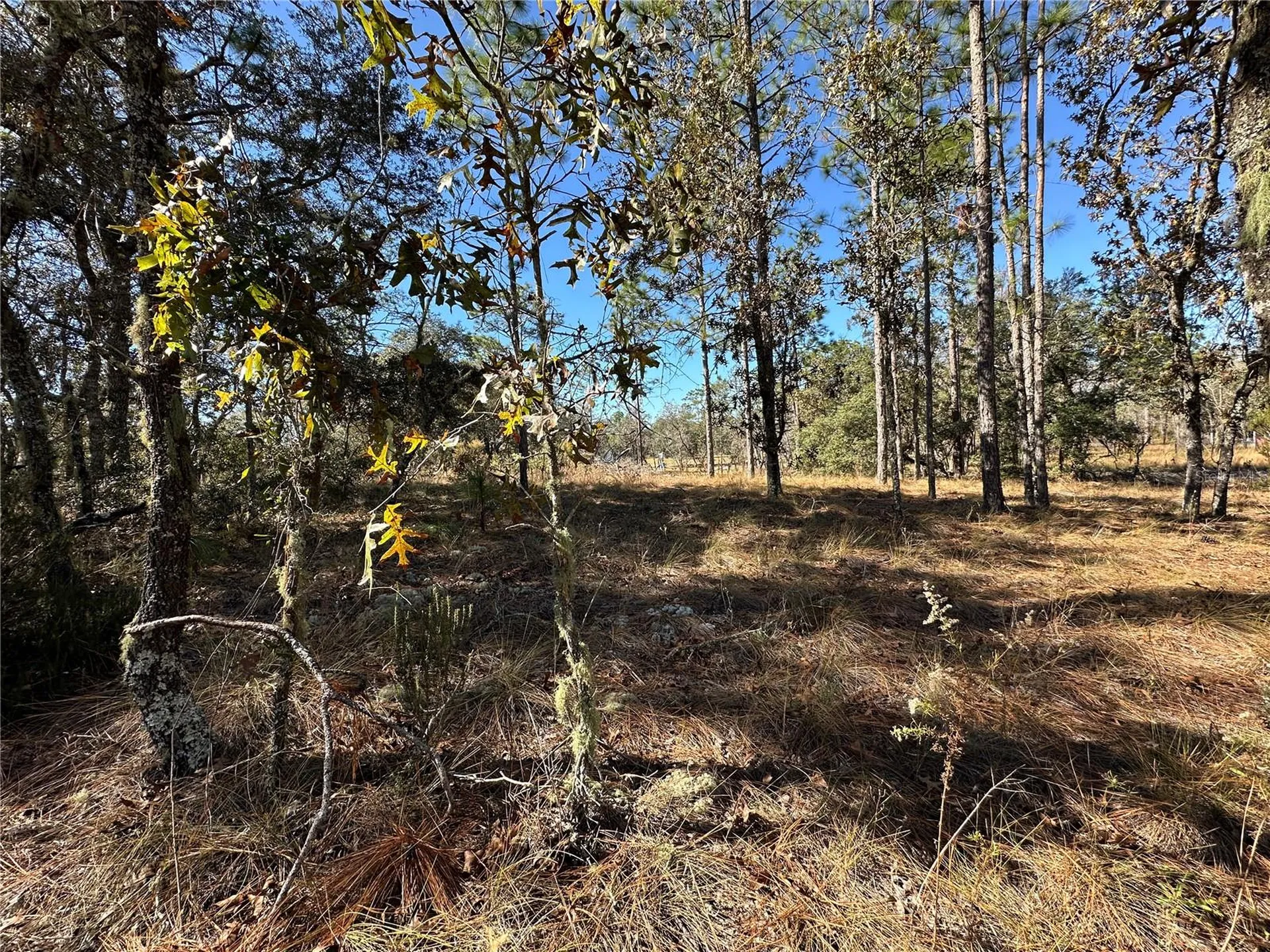 14731 SE 5th Place Williston FL 32696