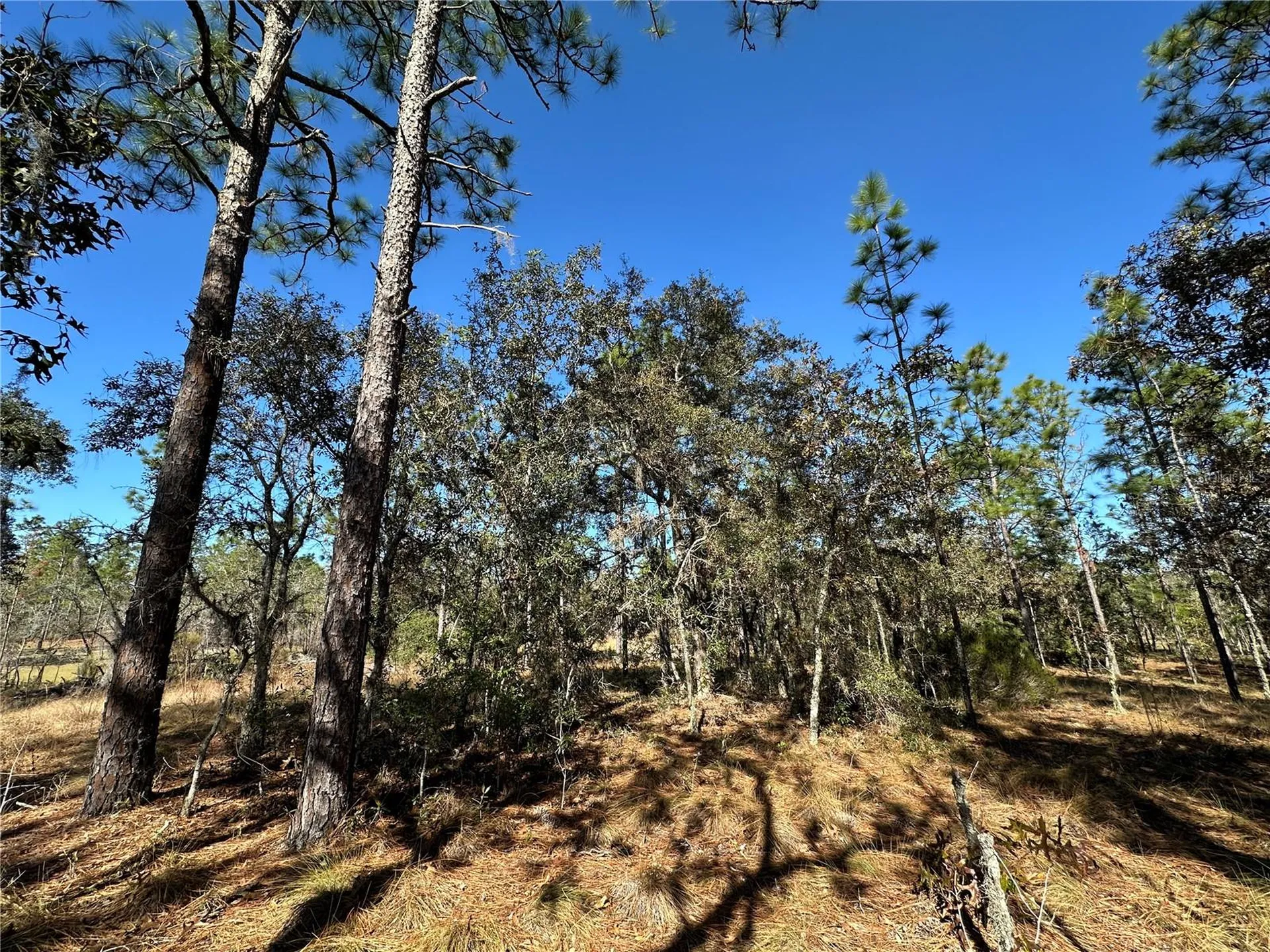 14731 SE 5th Place Williston FL 32696