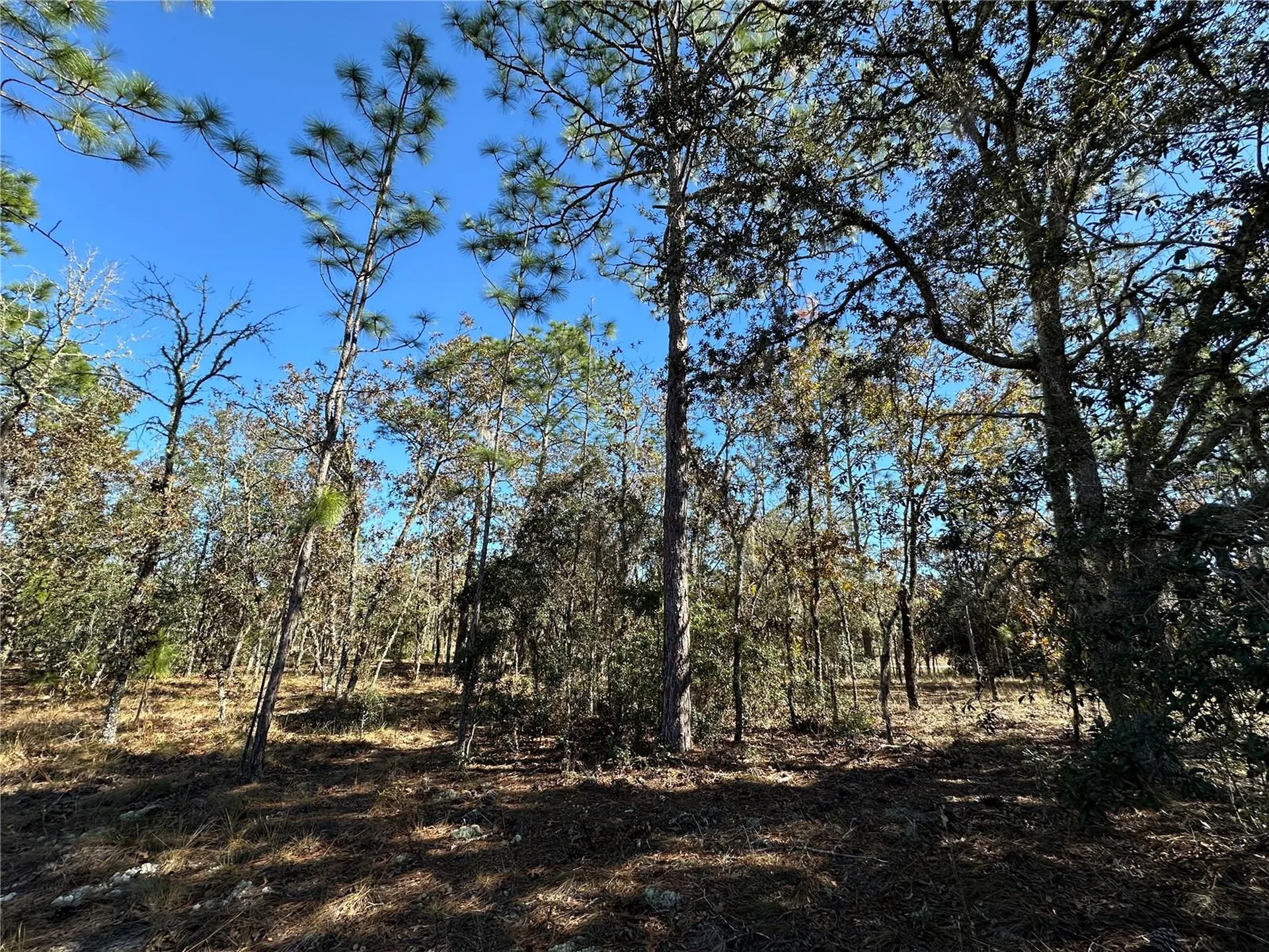 14731 SE 5th Place Williston FL 32696