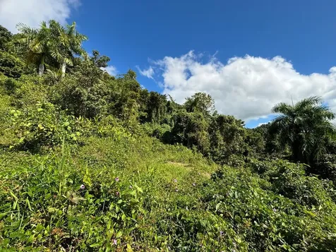 31 Int 950 Km.hm 9.7 Bo Rio Blanco Naguabo PR 00718