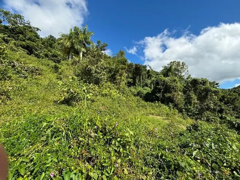 31 Int 950 Km.hm 9.7 Bo Rio Blanco Naguabo PR 00718