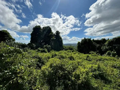 31 Int 950 Km.hm 9.7 Bo Rio Blanco Naguabo PR 00718
