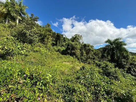 31 Int 950 Km.hm 9.7 Bo Rio Blanco Naguabo PR 00718
