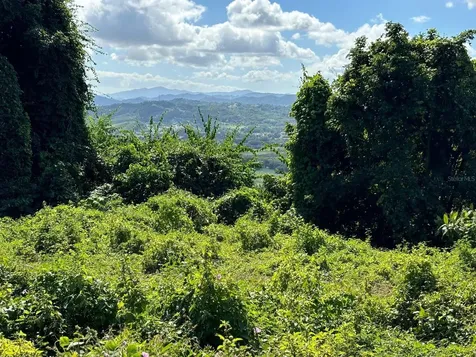 31 Int 950 Km.hm 9.7 Bo Rio Blanco Naguabo PR 00718