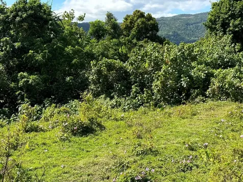 31 Int 950 Km.hm 9.7 Bo Rio Blanco Naguabo PR 00718