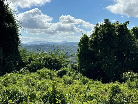 31 Int 950 Km.hm 9.7 Bo Rio Blanco Naguabo PR 00718