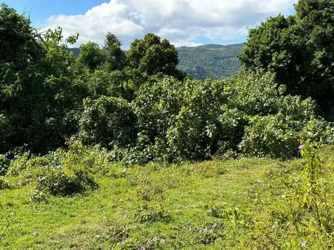 31 Int 950 Km.hm 9.7 Bo Rio Blanco Naguabo PR 00718
