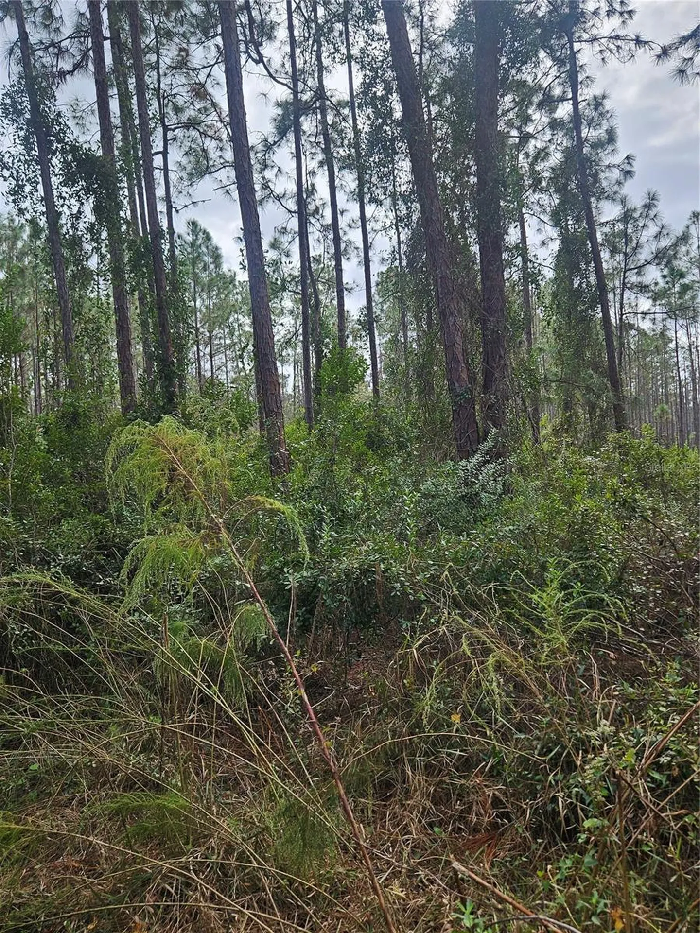 Deltona FL 32738