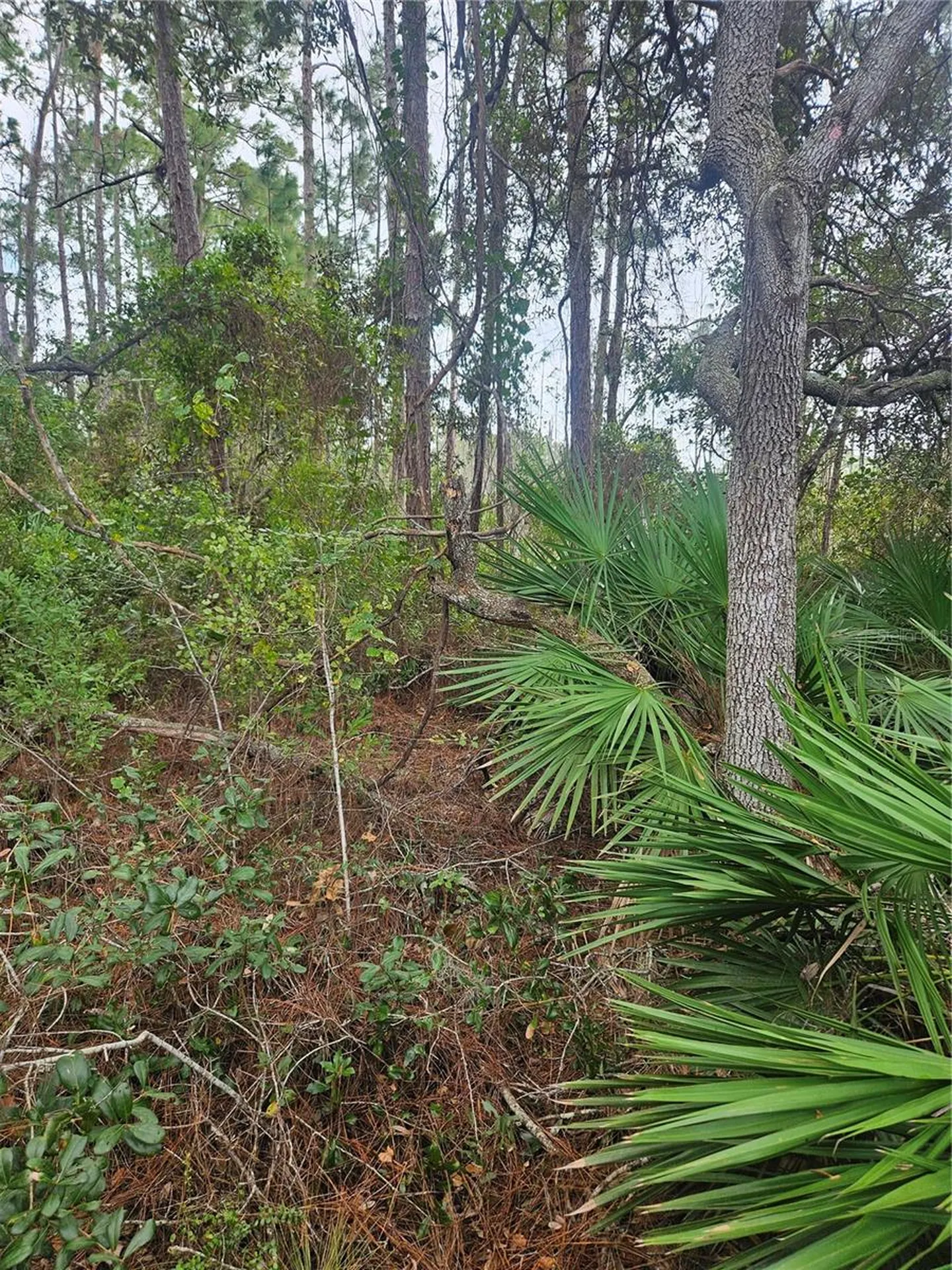 Deltona FL 32738