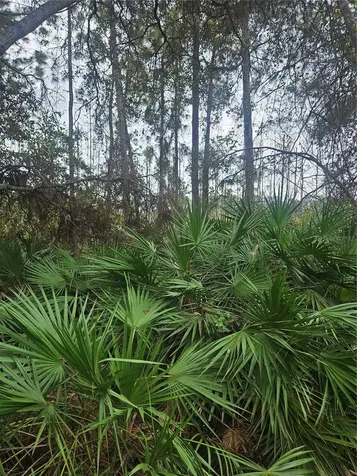 Deltona FL 32738