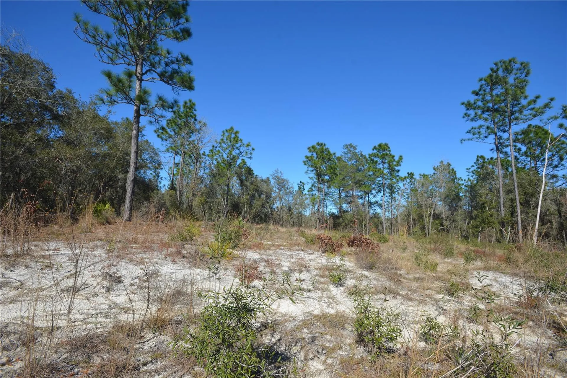 SW 144 Place Ocala FL 34473