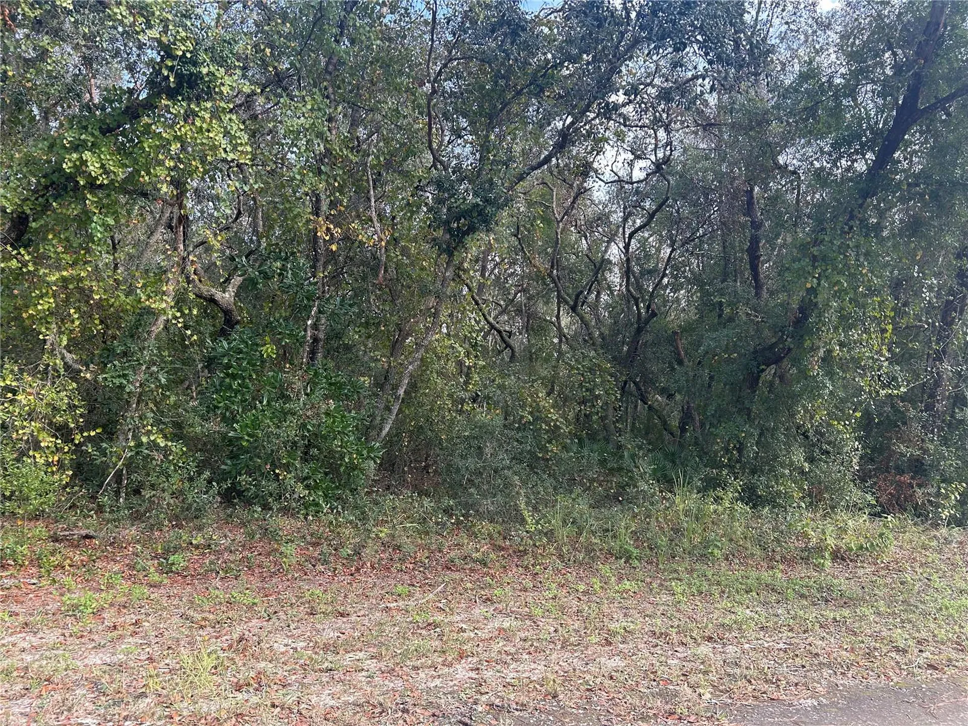 9114 Realstone Drive Webster FL 33597