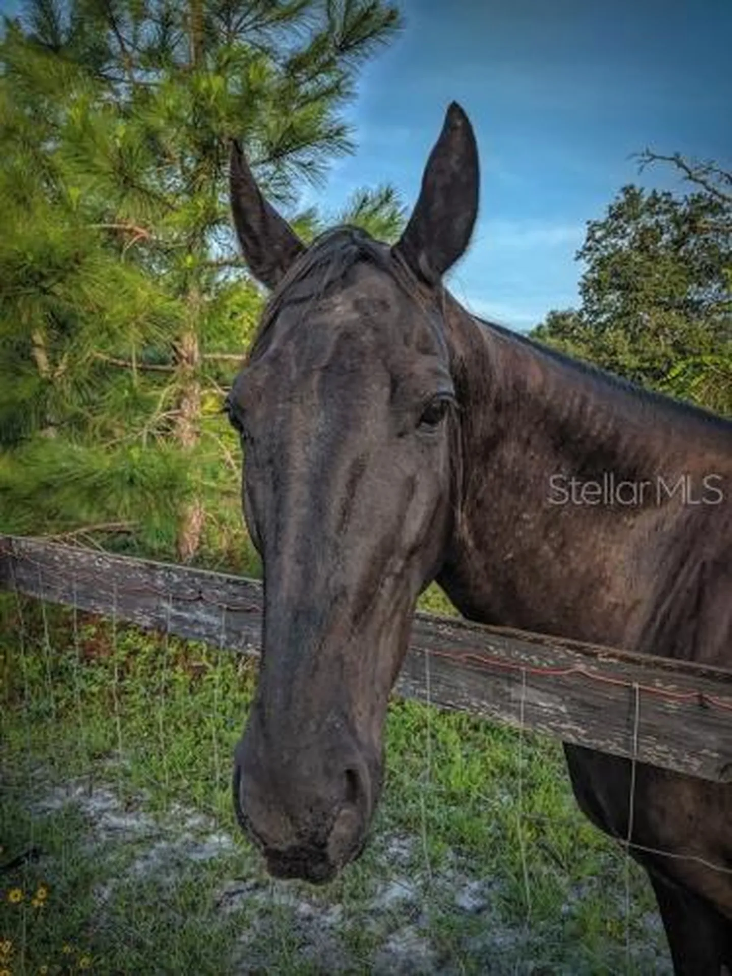 Royal Trails Road Eustis FL 32736