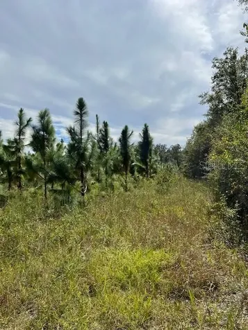759 SW Upchurch Avenue Lake City FL 32024
