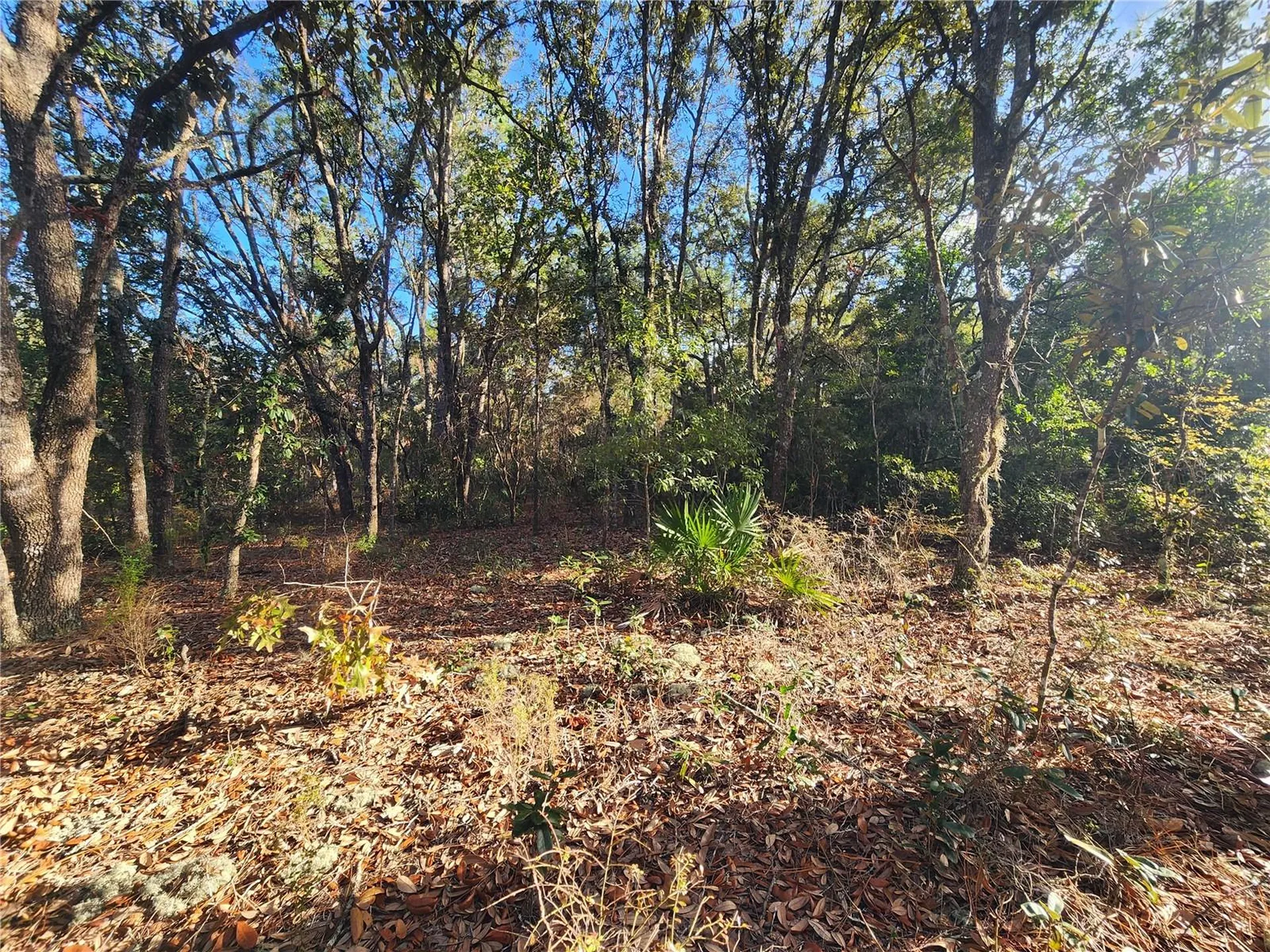 2176 W Conway Drive Citrus Springs FL 34434