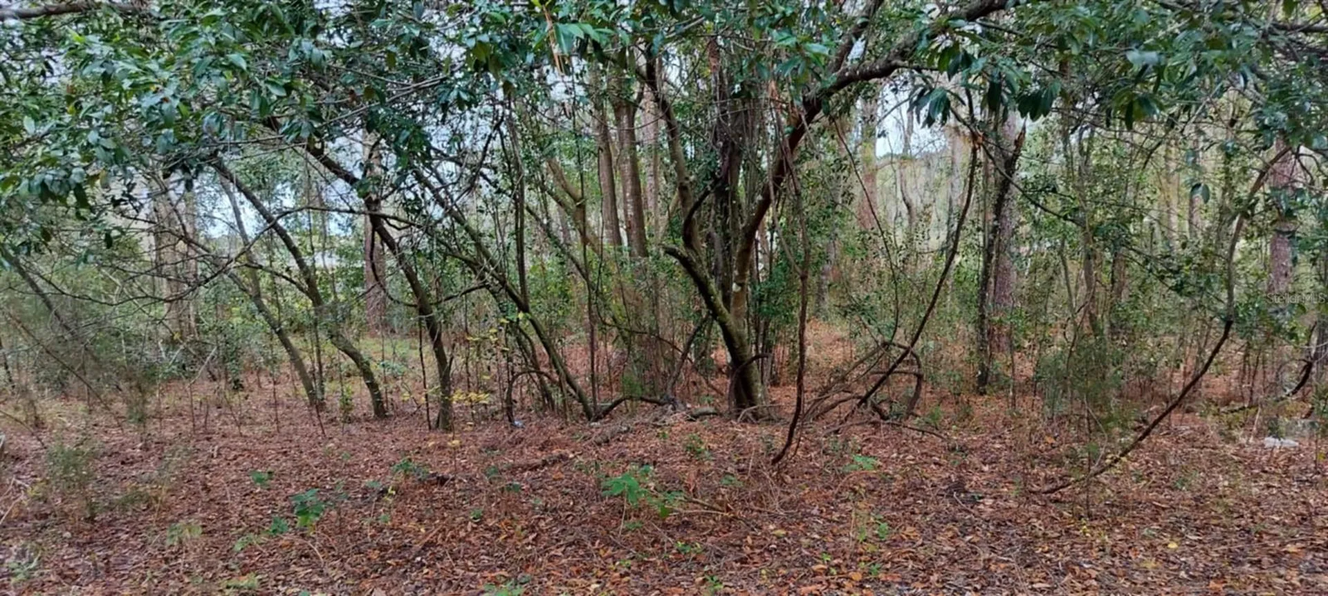 965 S Sally Terrace Inverness FL 34452