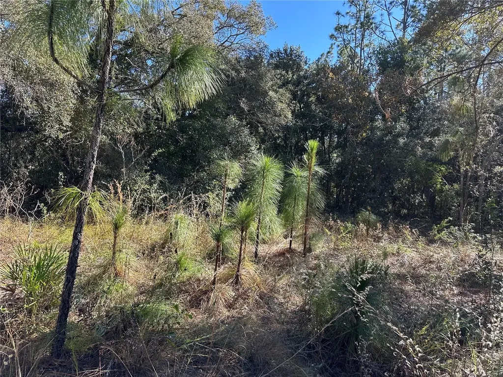 7991 N Tiny Lily Drive Citrus Springs FL 34434