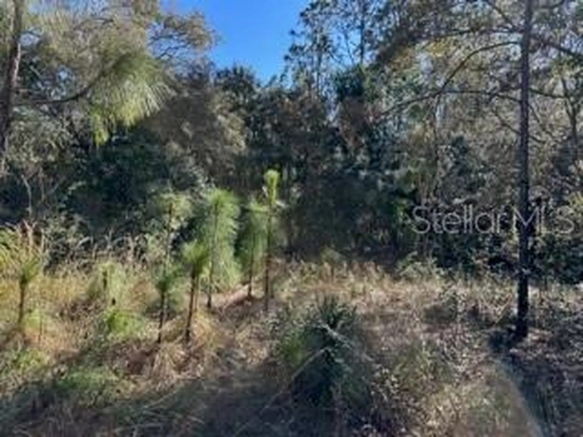 7991 N Tiny Lily Drive Citrus Springs FL 34434